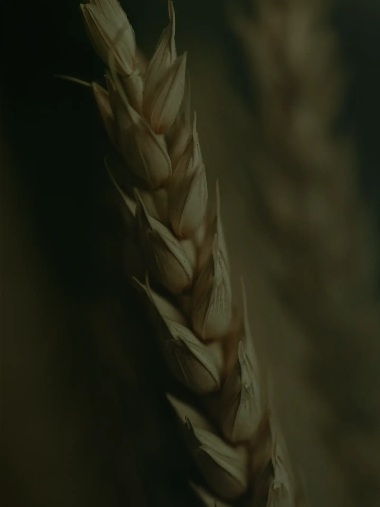 Close-up of wheat stalks against a dark green background